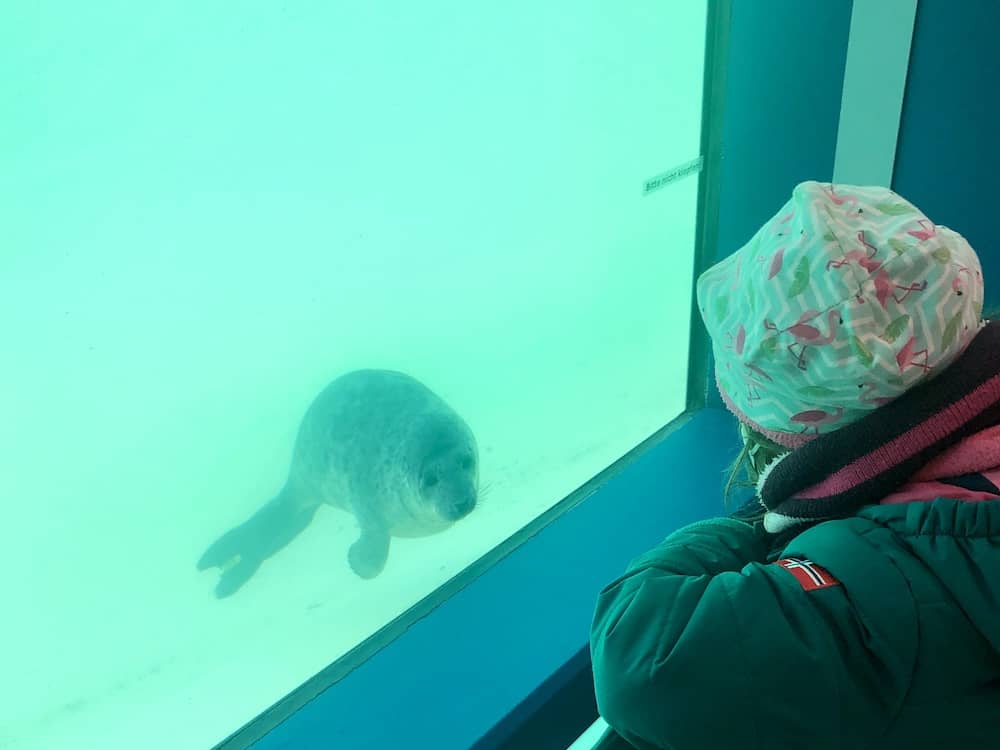 Besuch der Seehundstation in Norddeich ein Ausflug an der Nordsee mit Kindern