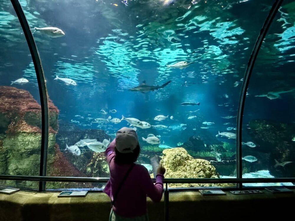 Besuch im Aquarium in Barceelona bei Regen